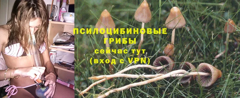 Галлюциногенные грибы Magic Shrooms  сайты даркнета формула  Калининец 